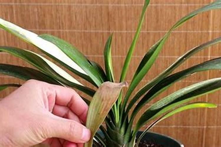 蟹爪兰怎样施肥最好