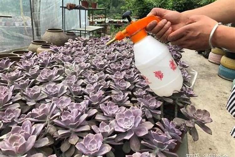 怎样种植指天椒？