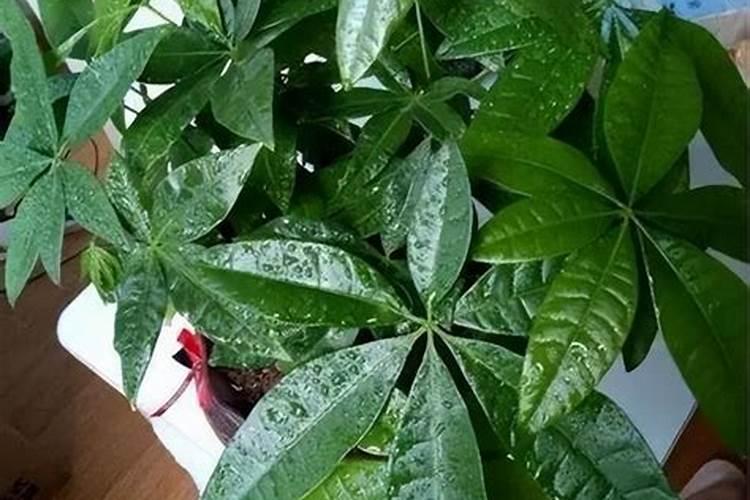 发财树用什么肥料叶子碧绿