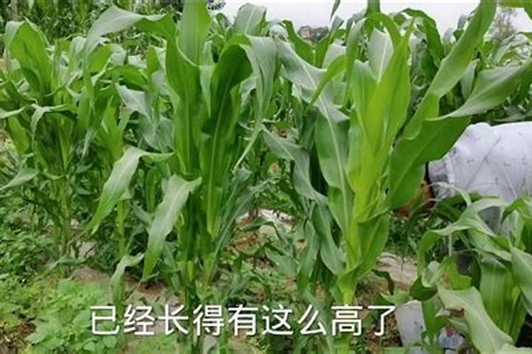 硅谷红几小时可以见效