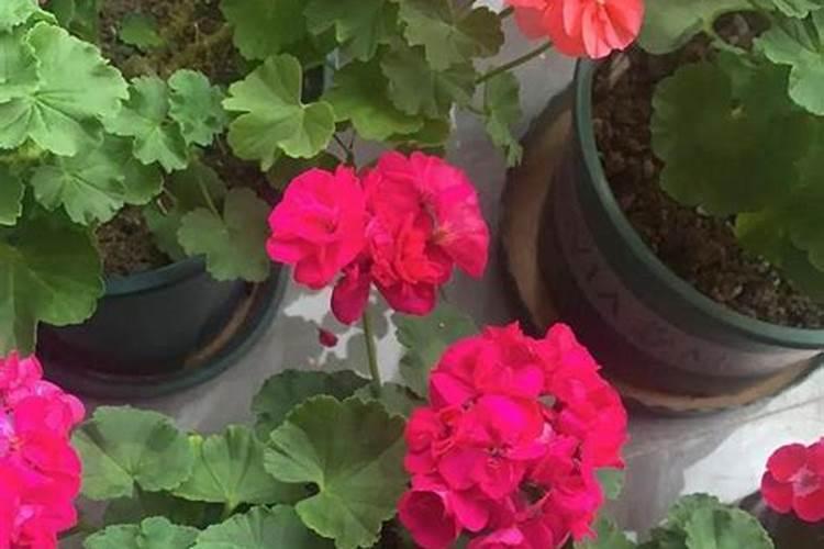 天竺葵怎么养才能爆盆
