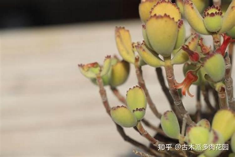 怎么让熊童子爪子变红