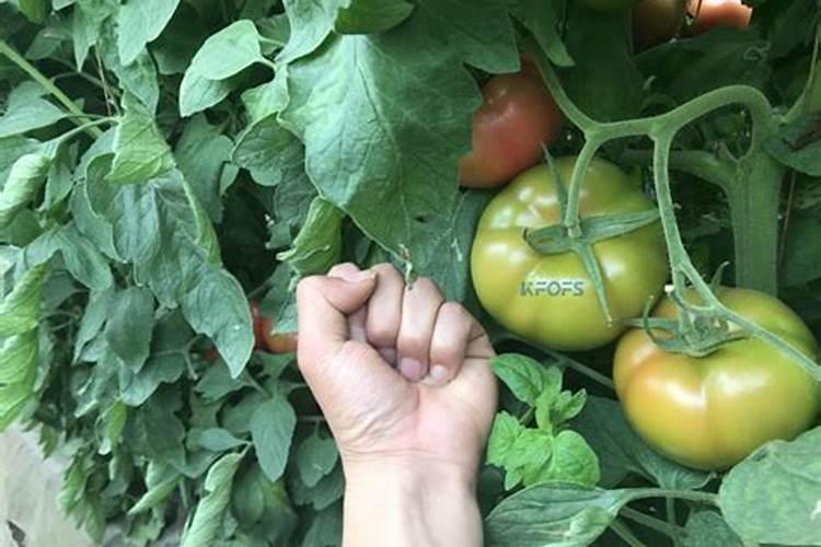西红柿追肥用什么肥料