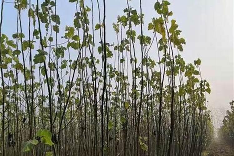 速生杨用什么肥料好