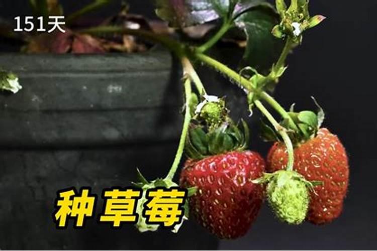 刚从网上买的草莓种子,不知道种植的方法