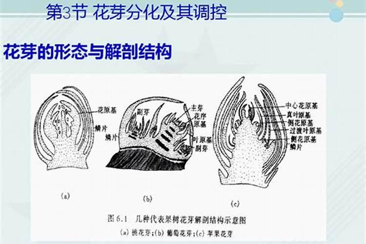 果树如何促进花芽分化 果树怎么养护