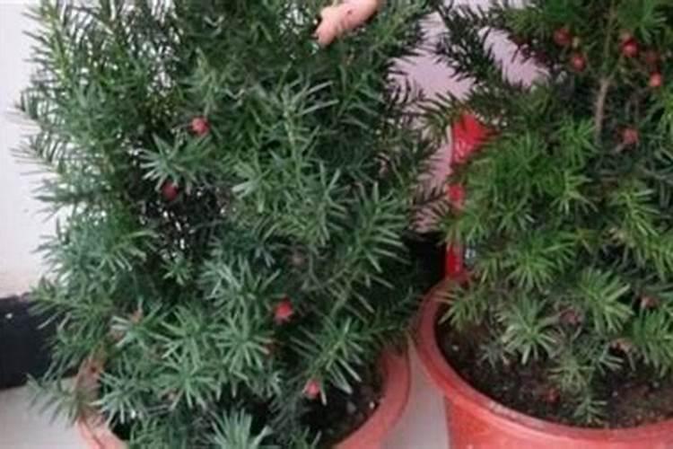 家里的红豆杉叶子枯萎怎么办？