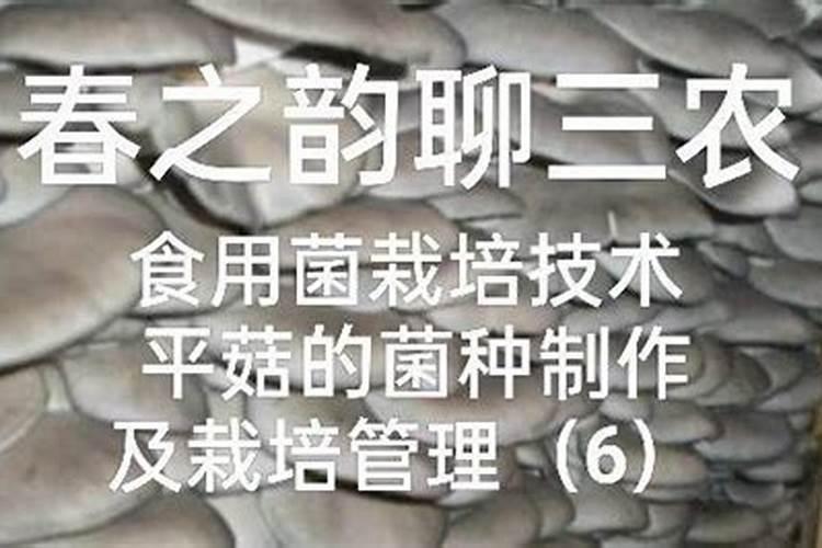 平菇菌种怎么培养,怎么种植平菇？