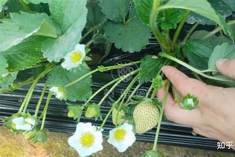 草莓碧护使用方法