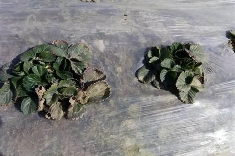 草莓施肥时间和方法