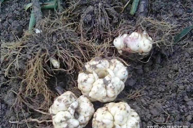 甜糯玉米用什么除草剂会不会产生药害
