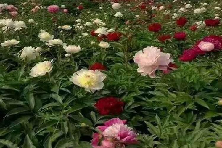 牡丹花能使用黄腐酸钾吗？