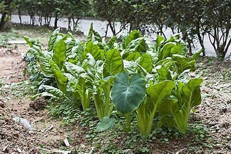 芹菜上什么肥料长得粗