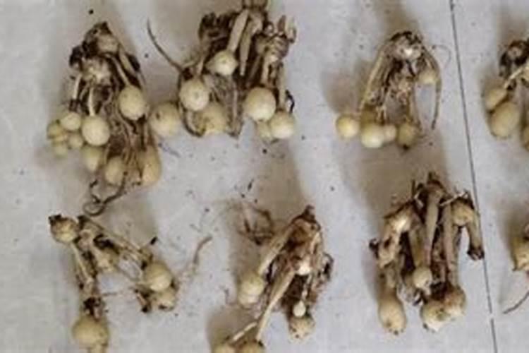 洋葱施什么肥最好