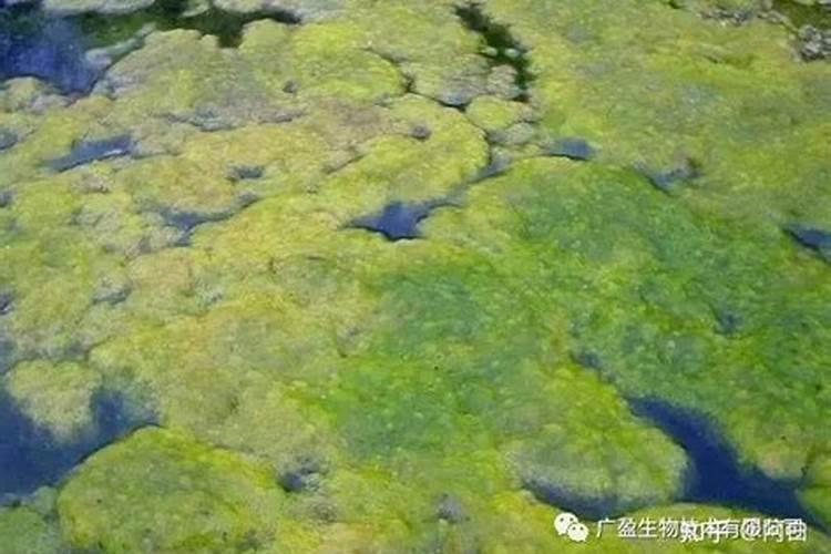 莲藕有哪些主要病害？如何防治？百度问一问