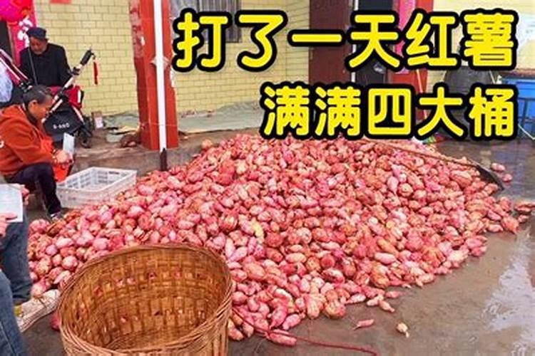 罗布泊硫酸钾镁肥对柑橘树的具体作用是什么？