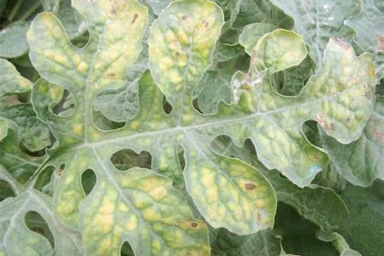 世界上最辣的辣椒 ,名字很霸气,辣度太猛吃它的人会直接休克