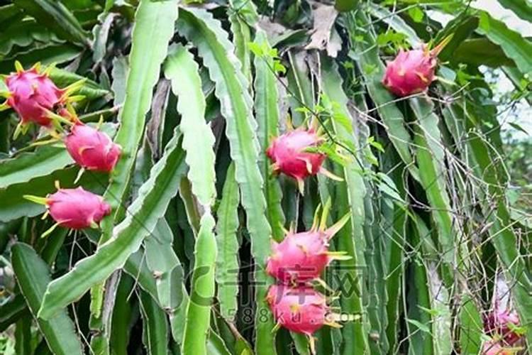 种植大白菜怎样施肥才产量高(种大白菜需要什么底肥)