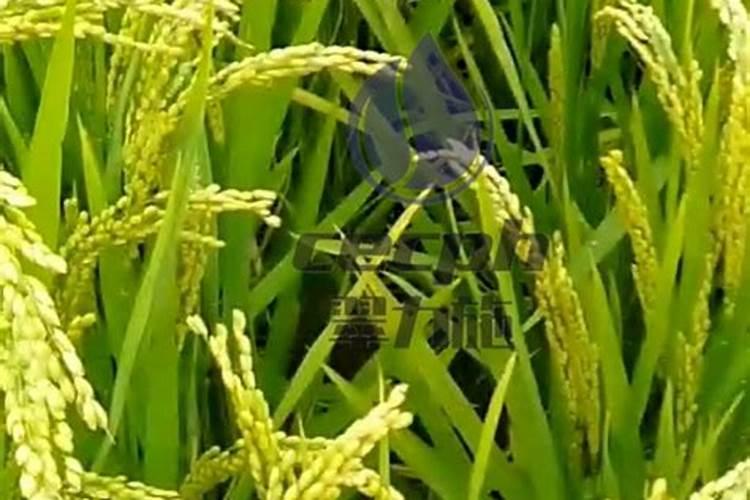 蔬菜用什么肥料最好