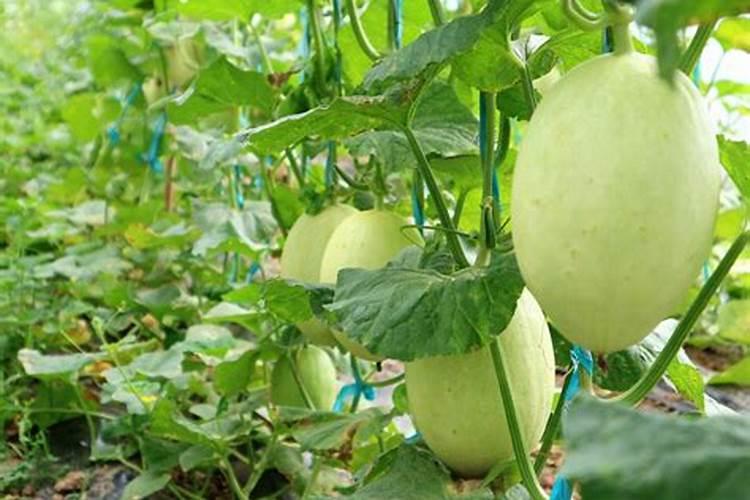 种植蔬菜上什么肥料最好