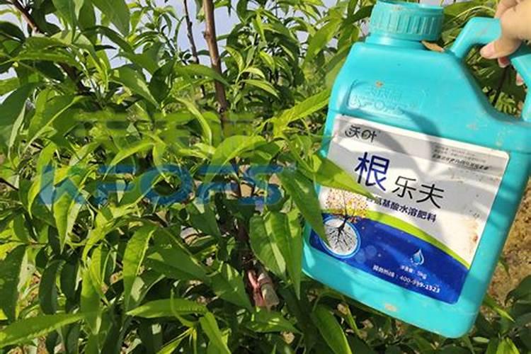 桃树根腐病如何防治？