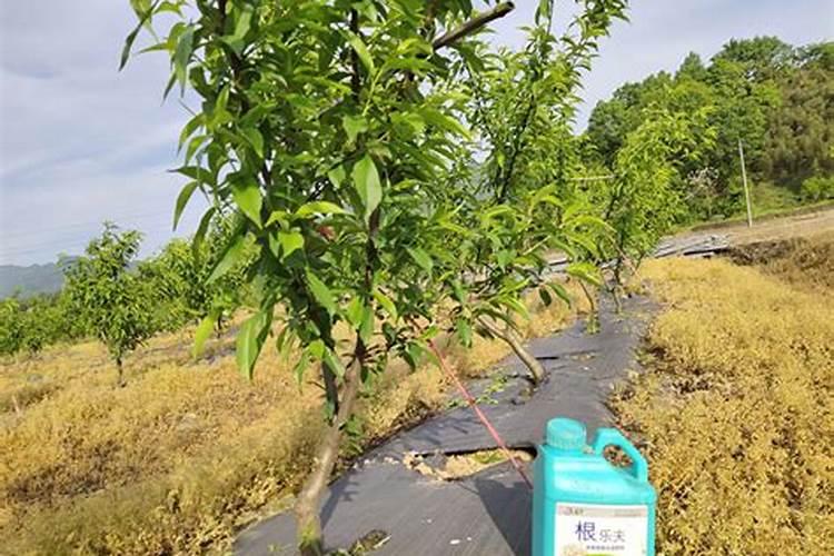 种植桃树什么时候施肥好
