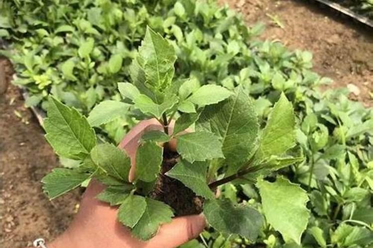 种植桃树什么时候施肥好