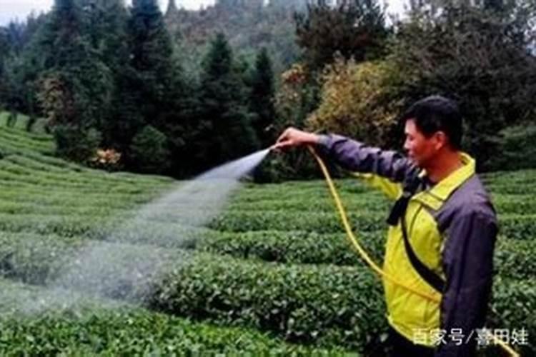 绣球花什么时候长花苞