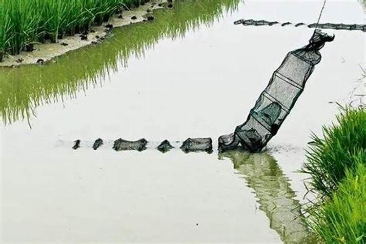黑桃地里可以套种牧草吗