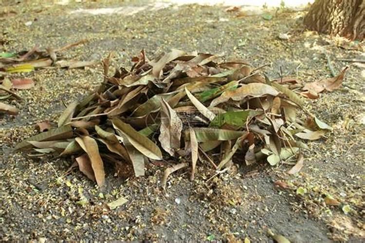 油菜缺什么容易花而不实花卉百科