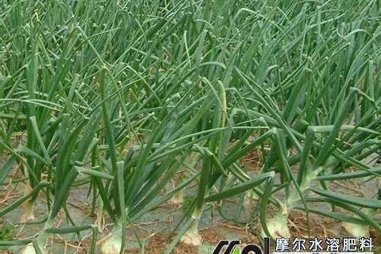 怎么区分氮,磷,钾三种肥料