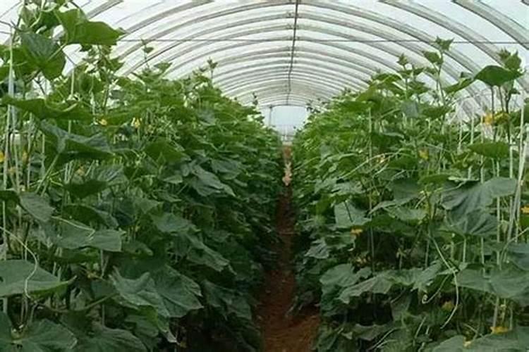 月季底肥如何使用正确用肥才能让花长得旺盛