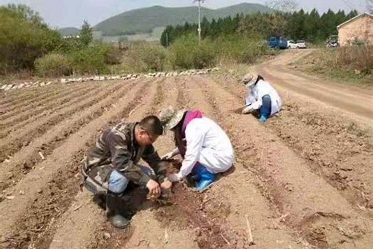 为什么丝瓜容易变黑,有时候烧前就黑了,有时候是烧之后变黑了。怎么...