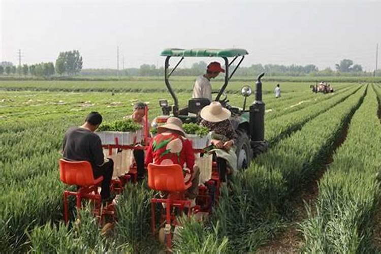 辣椒怎么种植？