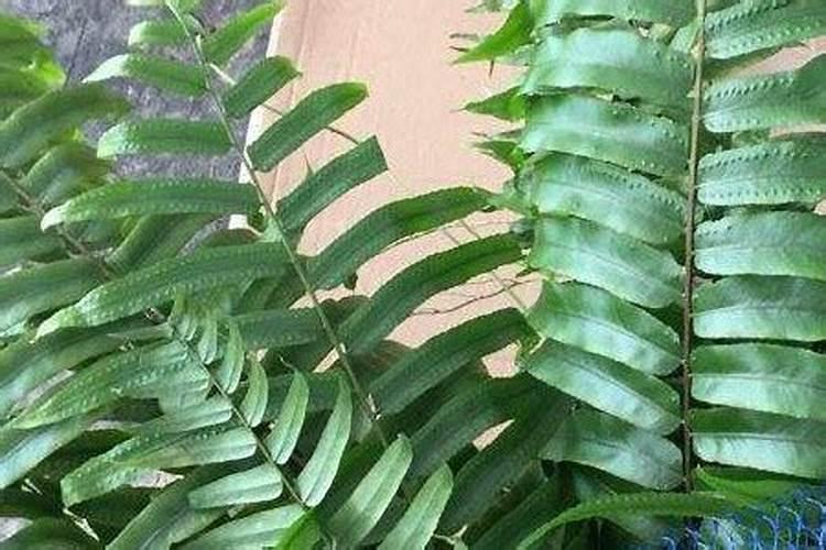 茄子开花结果期怎么施肥和管理