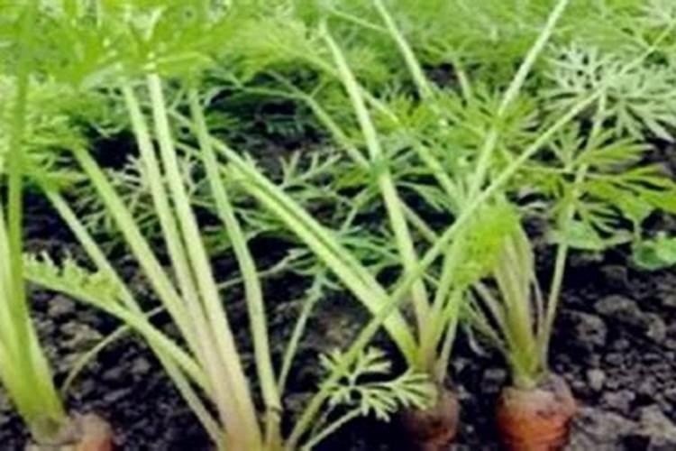蔬菜用什么叶面肥好？