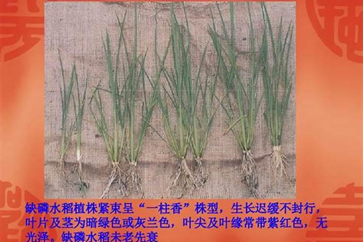 草坪需要什么肥料