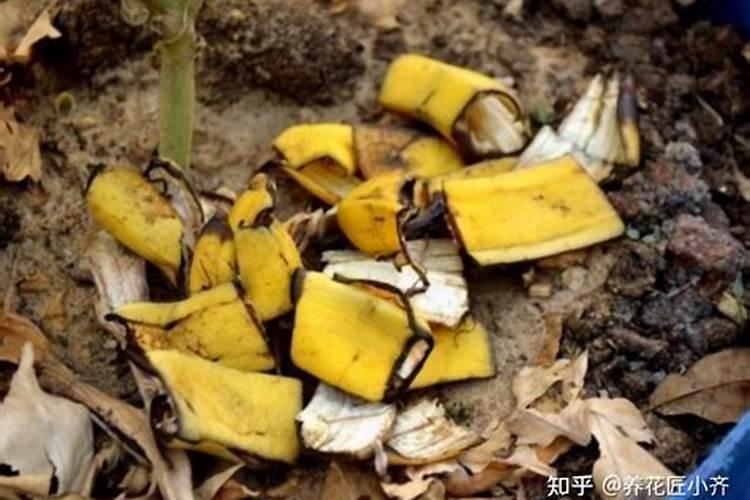 黄瓜怎么提龙头快
