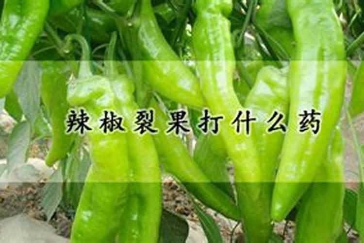 辣椒喷什么叶面肥结果多,多久喷一次