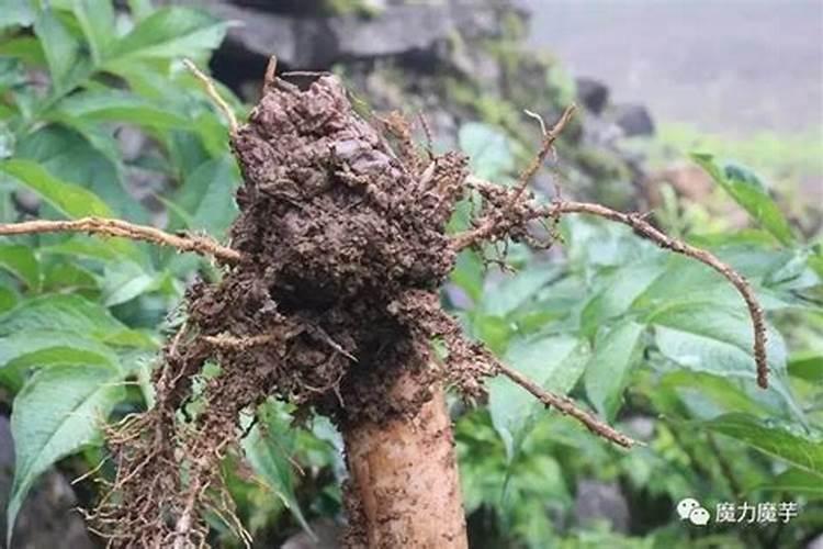 香菜可以在水里栽培吗
