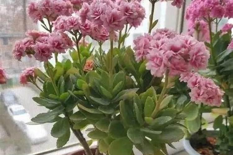 悬浮流体肥是什么肥料？悬浮流体肥有哪些优势？
