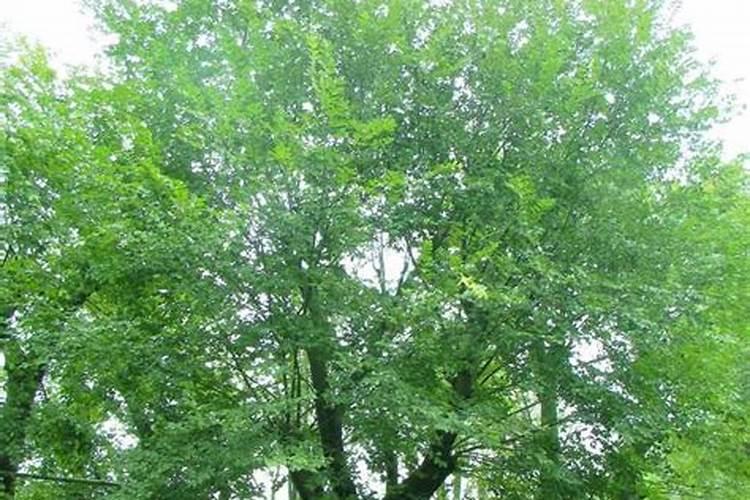 螯合铁花肥冬天可以使用吗