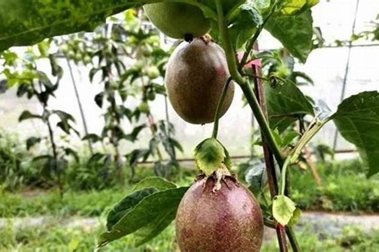 冬枣高效种植管理要点 冬枣怎么施肥比较好