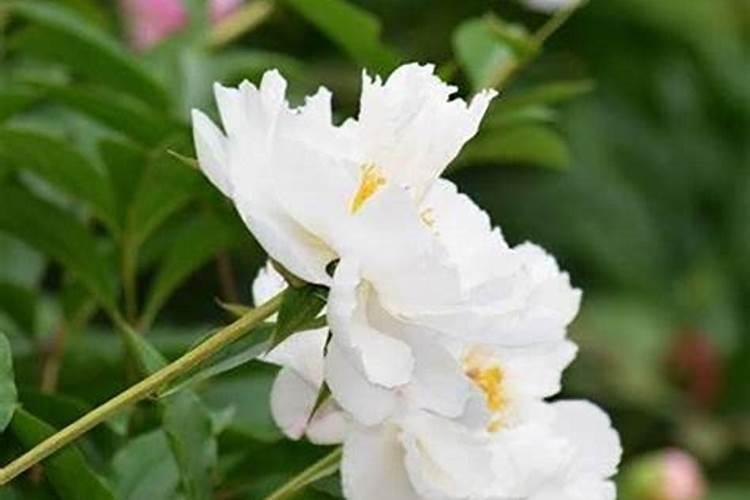 苹果树落花后打什么杀菌药和杀虫药