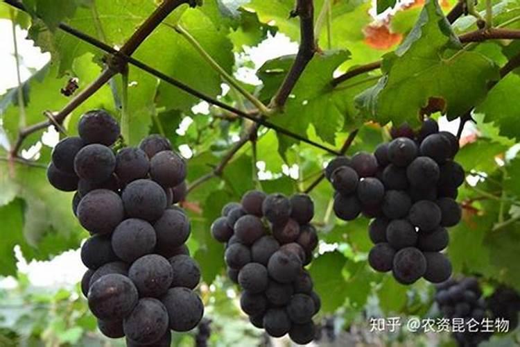 萌芽期氮肥怎么吸收