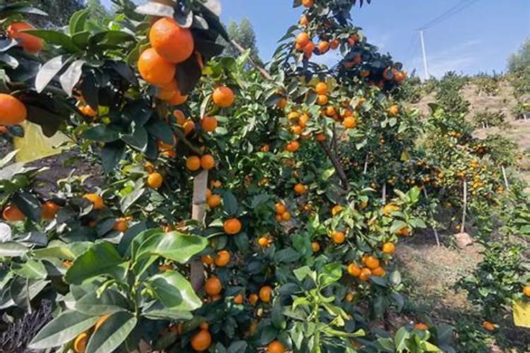 沙糖桔壮果肥主要肥料是什么？