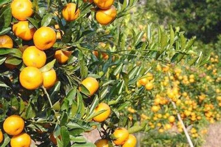 种植沙糖桔应该如何保果？