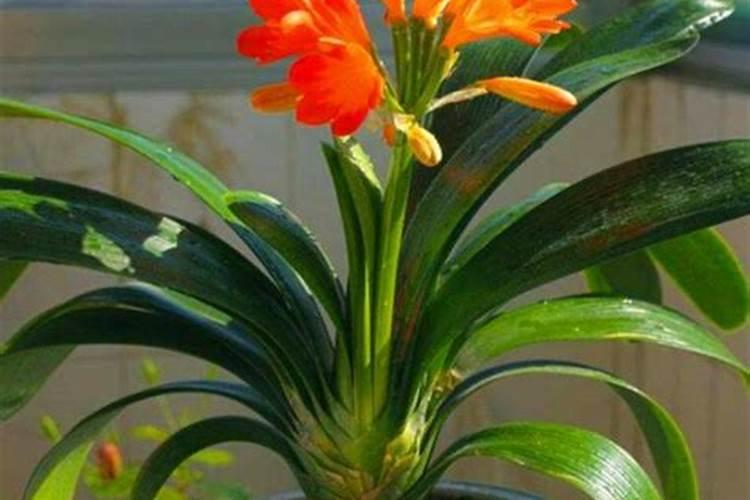 君子兰开花后怎么办