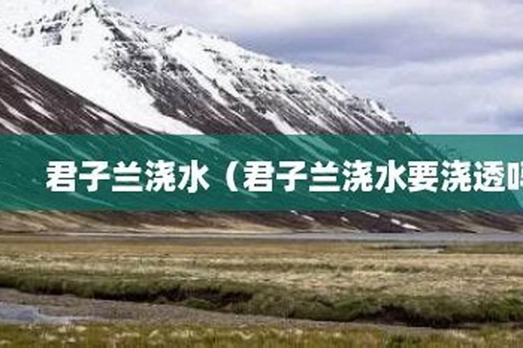 君子兰开花期间怎么施肥