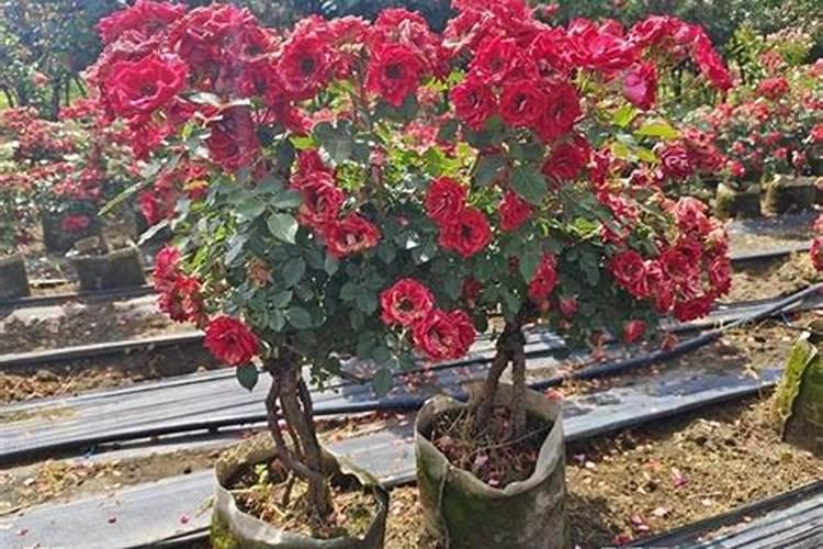 磷酸氢钙的化学名称是什么化学名称是磷酸三钙吗